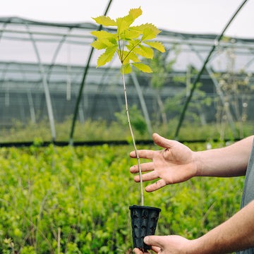 Image of Swamp Chesnut oak seedling.